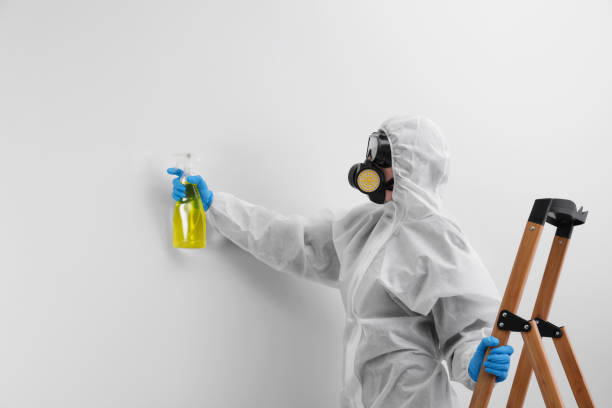 Reliable Hereford, TX Mold Removal Solutions